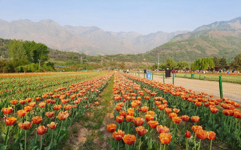 Tulip Garden Kashmir