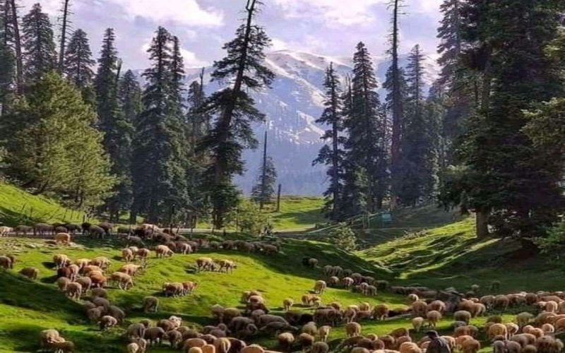 Kashmir Tour Packages From Jaipur